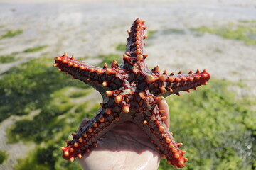 Red starfish on the beach