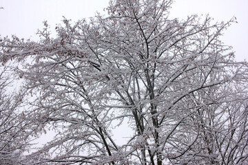 Snow covered tree branches against the sky. Winter landscape