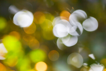 Colorful bokeh from the sunlight shining through the leaves.