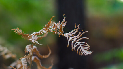 Macro de feuilles de fougère marrons, dans la forêt des Landes de Gascogne