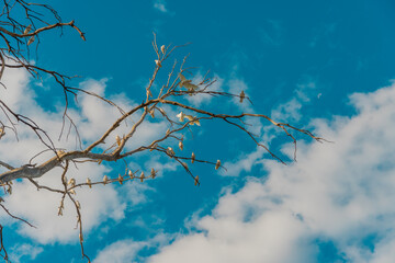branches against blue sky