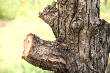 old tree bark close up