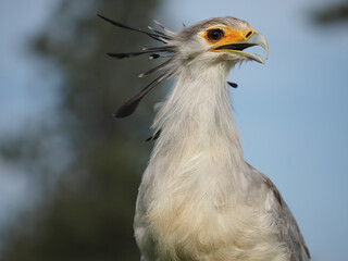 der vogel sekretär als portrait mit offenem schnabel, sagittarius serpentarius