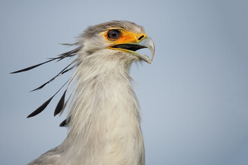 der vogel sekretär als portrait mit offenem schnabel vor blauem himmel, sagittarius serpentarius