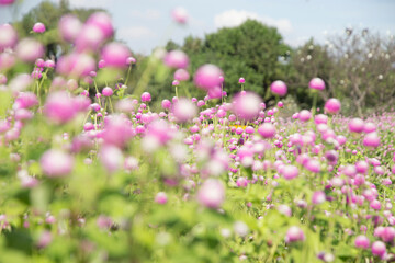 Obraz na płótnie Canvas blur picture and vintage style Globe amaranth or Bachelor Button or Gomphrena globosa in the garden for wallpaper or backgrpund