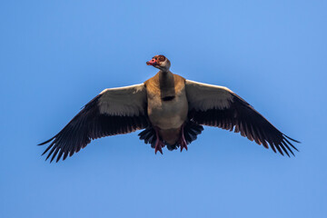 Nilgans (Alopochen aegyptiacus)