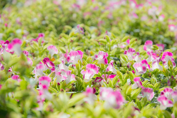 Obraz na płótnie Canvas blur picture pink beautiful flower in the garden for wallpaper or backgrpund
