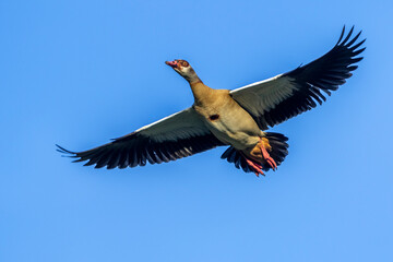 Nilgans (Alopochen aegyptiacus)