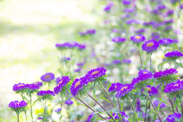 blur picture Purple beautiful  flower in the garden for wallpaper or backgrpund