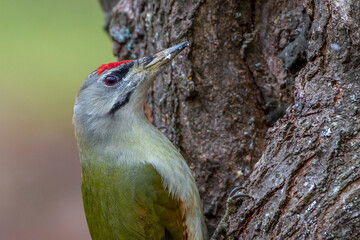 Grauspecht (Picus canus) Männchen