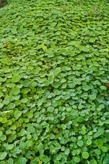 Natural blanket of green leaf plant