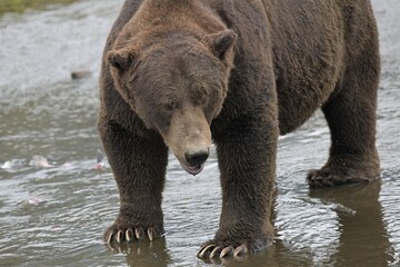 Gefährliche Begegnung - Ein großer männlicher Grizzlybär in einem Bach auf der Suche nach Lachs - Alaska