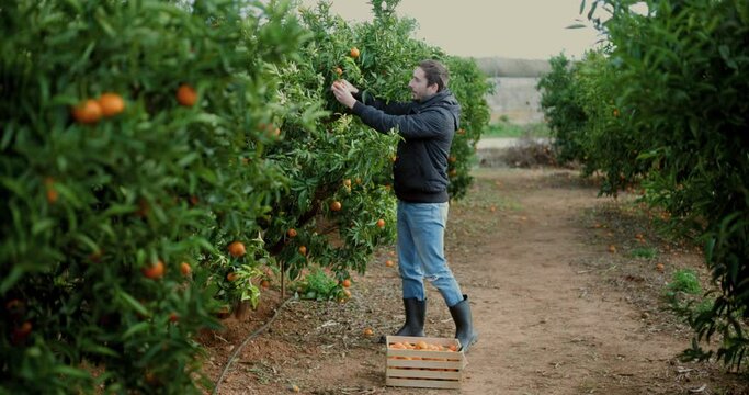 A tangerine picker is cutting tangerines with a tangerine sector. Mandarin plantation. The worker collects tangerines and oranges. Mandarin ora tree with fruits. 4k video