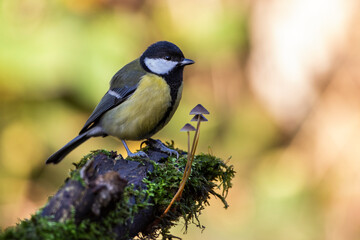 Kohlmeise (parus major)