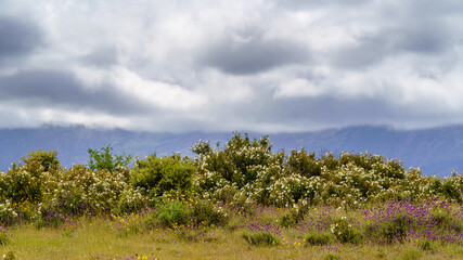 Landscape of white, yellow, blue flowers, with green trees, mountains and blue sky with clouds.
