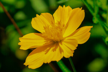 Flower kenikir sulfur is a flowering plant originating from Mexico, a natural habitat for insects