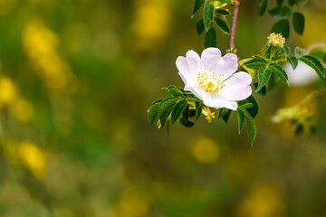 White flower on defocused green background with copy space.
