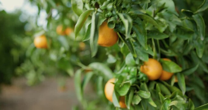 Tangerines on the tree. Tangerines and oranges ripen on the tree. Fruits grow on a tree. Mandarin, oranges. slow motion video 4k