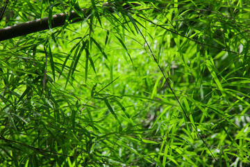 lush green leaves of bamboo trees and fresh