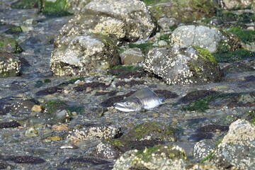 Von einem Grizzlybär getöteter  Silberlachs an der Küste von Katmai, wo Lachse die Hauptnahrung von Grizzlybären sind. - Alaska