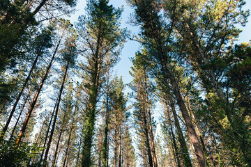 Look in the treetops of forest