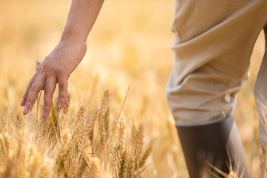 Farmer harvesting in wheat field