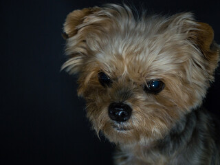 Fototapeta na wymiar Dog with sad look and black background. Concept abandonment, kennels, animal abuse. Copy space