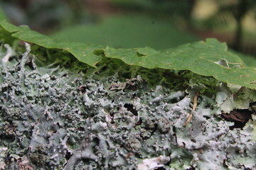 close up of a leaf