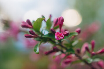 Fototapeta premium close up of pink flowers