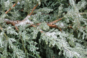 Ice covered juniper branches in winter. The water froze on the green branches. Selective focus. 