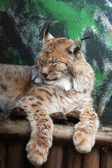Eurasian lynx Lynx Lynx lies on a wooden bed. Tassels on the ears of a lynx