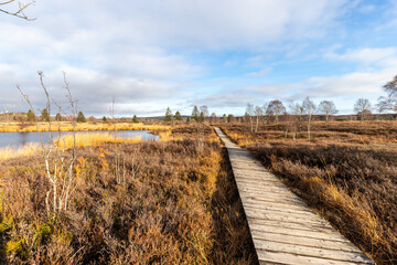 Boardwalk thought the moorland of the high fens in Belgium
