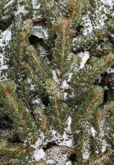 Spruce branches are covered with snow and ice. Outside. Selective focus.