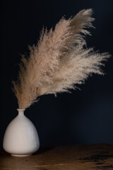 Natural pampas grass in a white vase on a wooden vintage brown table on a dark blue background. Contrast of colores