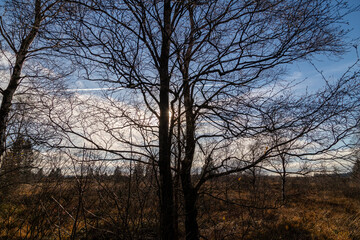 Fototapeta na wymiar Blue sky and tree against the light in the High Fens