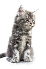 Maine Coon kitten 2 months old. Cat isolated on white background.