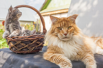Red Maine Coon cat and his gray kittens in a basket in the background.