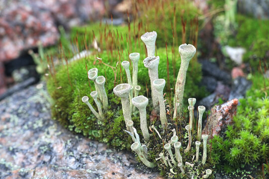 Cladonia fimbriata, commonly known as trumpet lichen