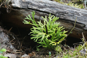 Diphasiastrum complanatum, known as groundcedar, creeping jenny, or northern running-pine, wild plant from Finland