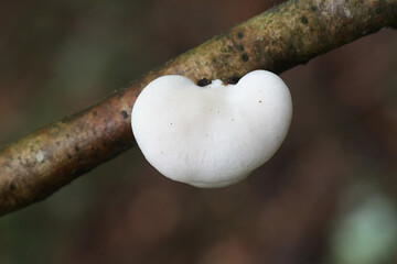 Fototapeta na wymiar Cheimonophyllum candidissimum, pleutoroid fungus from Finland with no common english name