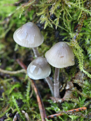 Mycena amicta, known as the coldfoot bonnet, wild mushroom from Finland