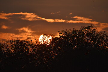A Beautiful Sunset Over The Trees