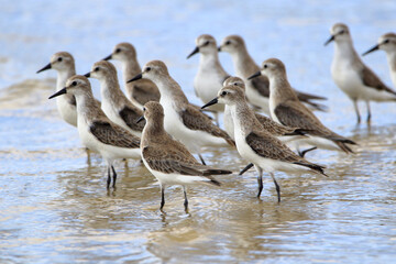 flock of Semipalmed Sandpiper (Calidris pusilla) photographed with selective focus on the front bird on the beach of Mangue Seco, Jandaira, Bahia