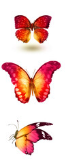 Color butterflies , isolated on white background