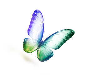 Color butterfly , isolated on white background