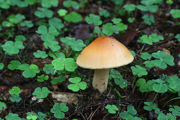 Amanita crocea, known as orange grisette or saffron ringless amanita, wild mushrooms from Finland