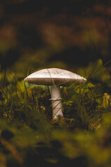 Champignon solitaire