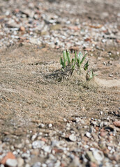 sprout on the sand