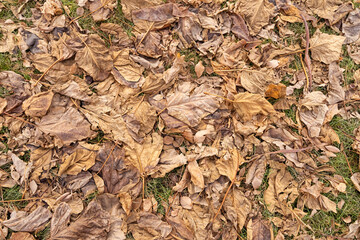 Fallen leaves. Dry brown leaves on the ground. Autumn leaf fall. Leaves on the ground in late autumn. Autumn background. Fallen dry leaves texture