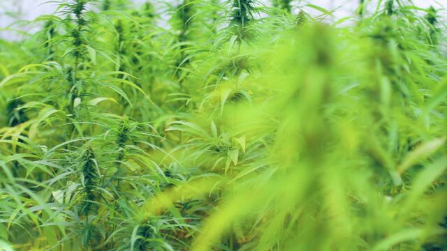 Green leaf of marijuana, Marijuana for experiments in medical science. Medical marijuana Production. Huge field with ganja.